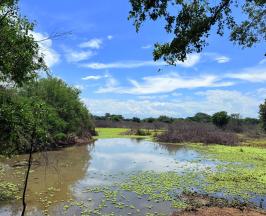 INICIARON LABORES DE LIMPIEZA EN EL HUMEDAL PLATANARES