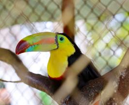 HALLAN SEIS GUACAMAYAS, UN TITÍ CABECIBLANCO Y UN TUCÁN EN UNA FINCA EN DAGUA
