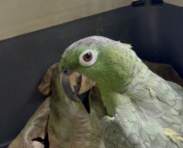 “¿QUIERE CACAO?”: LA HISTORIA REAL DETRÁS DE UNA FRASE NADA INOCENTE