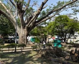 CVC EVALÚA EL ESTADO DE ALGUNOS ÁRBOLES EN LA PLAZA BOLÍVAR DE CARTAGO