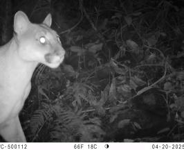PUMAS, TIGRILLOS Y ZORROS IMÁGENES DE FAUNA QUE REGISTRAN CÁMARAS EN EL VALLE