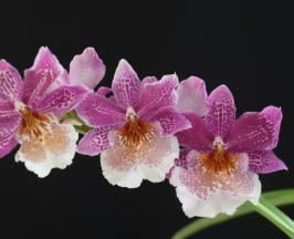 CALI FLORECE CON CALIORQUÍDEAS 2025