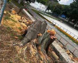 RETIRAN DOS ÁRBOLES CON AFECTACIONES EN EL PATINÓDROMO LA LIBERTAD, DE BUGA