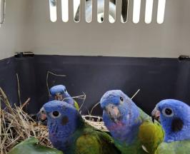 VEINTINUEVE INDIVIDUOS DE FAUNA SILVESTRE FUERON LIBERADOS EN ZONA RURAL DE PALMIRA