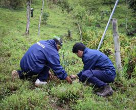 CADA ÁRBOL, UNA PROMESA. MÁS DE 7.500 FUERON SEMBRADOS EN EL CENTRO DEL VALLE