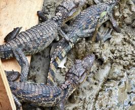 FAUNA SILVESTRE REGRESÓ A LA LIBERTAD EN BUENAVENTURA