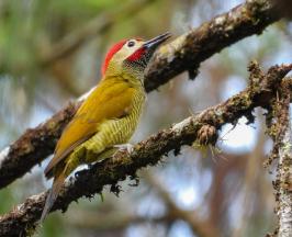 VIJES CELEBRARÁ SU III FESTIVAL DE AVES