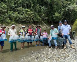 CVC Y COMUNIDAD SIEMBRAN 5.000 ALEVINOS DE BOCACHICO EN EL RÍO LA VIEJA