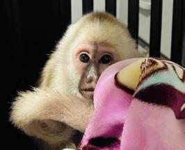 CVC RESCATA A FAUNA SILVESTRE EN EL NORTE DEL VALLE Y HACE UN LLAMADO A SU PROTECCIÓN DURANTE LA TEMPORADA DECEMBRINA