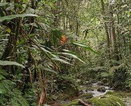 RÍO BITACO BONITO ES EL NUEVO CORREDOR ECOTURÍSTICO QUE IMPULSA LA CONSERVACIÓN EN LA CUMBRE