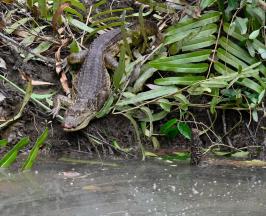 LA CVC CONTINÚA DEVOLVIENDO VIDA SILVESTRE A SU HÁBITAT NATURAL EN EL VALLE DEL CAUCA