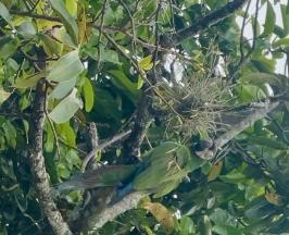 VUELVEN AL BOSQUE: 14 AVES SILVESTRES RECUPERAN SU LIBERTAD EN EL NORTE DEL VALLE