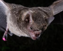 LA CVC PIDE NO ESTIGMATIZAR A LOS MURCIÉLAGOS