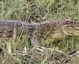 BABILLA AVISTADA EN ZONA RURAL DE BUGALAGRANDE SE ENCUENTRA EN CONDICIONES ADECUADAS