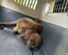 RESCATADOS NUEVE ANIMALES SILVESTRES QUE PERMANECÍAN CAUTIVOS EN CALIMA EL DARIÉN