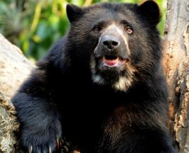 EL VALLE DEL CAUCA LE ABRE LAS PUERTAS AL PRIMER FESTIVAL DEL OSO ANDINO
