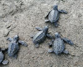CONOZCA LA GUÍA DE TORTUGAS MARINAS DEL VALLE DEL CAUCA