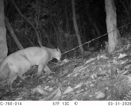 CÁMARAS TRAMPA MUESTRAN LA FAUNA SILVESTRE ESCONDIDA EN LOS BOSQUES DEL PACÍFICO