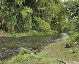 PROYECTO COMUNITARIO BUSCA CONSERVAR EL RÍO BOLO