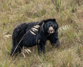 HOY HAY MÁS PRESENCIA DE OSO ANDINO GRACIAS A ESTRATEGIA “CONSERVAMOS LA VIDA”