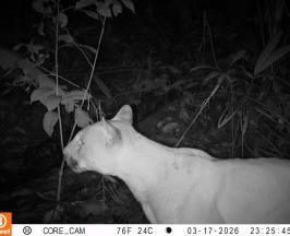 CINCO ESPECIES DE FELINOS SILVESTRES FUERON REGISTRADAS EN BUENAVENTURA GRACIAS A LA RED OTUS DE CÁMARAS TRAMPA