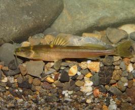 DOS HALLAZGOS CIENTÍFICOS REVELAN NUEVAS ESPECIES DE PECES ÚNICAS DEL ALTO CAUCA