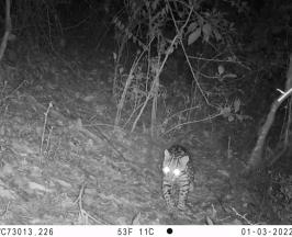 UN OCELOTE FUE FOTOGRAFIADO POR LA CVC EN ZONA RURAL DE SEVILLA