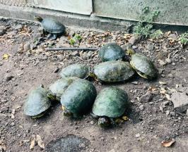 CVC RESCATÓ A 37 TORTUGAS EN ZONA RURAL DE CARTAGO