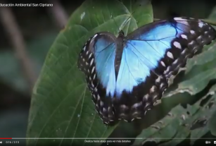 Conoce más de San Cipriano...
