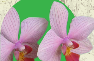 Brochure permiso o autorización aprovechamiento productos flora y fauna silvestre con fines comerciales