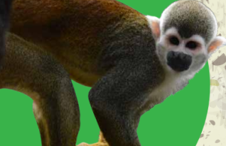 Brochure Permiso de Recolección de Especímenes, Especies Silvestres, Diversidad Biológica, con fines de Investigación Científica no Comercial