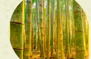 Registro Plantaciones Forestales Protectoras