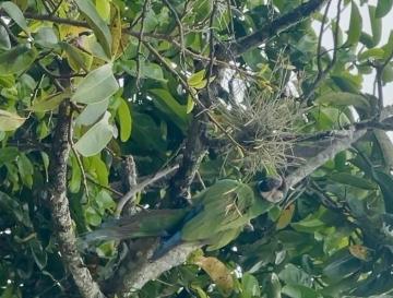 VUELVEN AL BOSQUE: 14 AVES SILVESTRES RECUPERAN SU LIBERTAD EN EL NORTE DEL VALLE