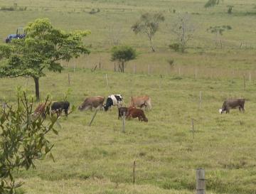 FINCA GANADERA EN YOTOCO SE CONVIERTE EN MODELO DE PROTECCIÓN DE NACIMIENTOS DE AGUA