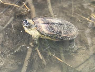 QUE LA SEMANA SANTA NO SEA EL VIACRUCIS PARA LA FAUNA SILVESTRE  