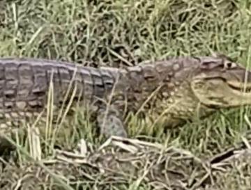 BABILLA AVISTADA EN ZONA RURAL DE BUGALAGRANDE SE ENCUENTRA EN CONDICIONES ADECUADAS