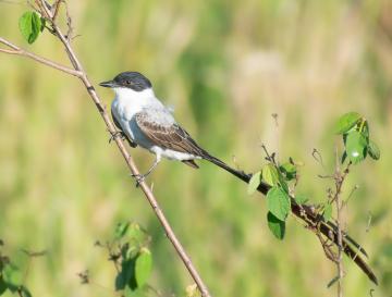 VALLE DEL CAUCA BRILLÓ EN EL GLOBAL BIG DAY CON 643 ESPECIES DE AVES REGISTRADAS