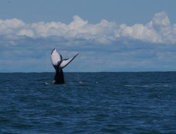 LA TEMPORADA DE BALLENAS 2026 SE ACERCA A SU CIERRE
