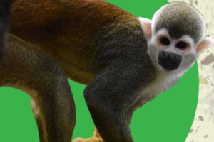 Brochure Permiso de Recolección de Especímenes, Especies Silvestres, Diversidad Biológica, con fines de Investigación Científica no Comercial