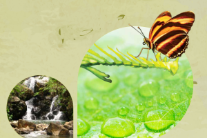 Concesión de Aguas Superficiales