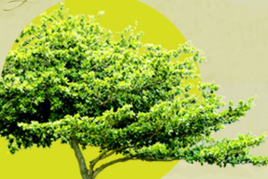 Registro de Establecimientos Dedicados a la Explotación de Recursos de Flora