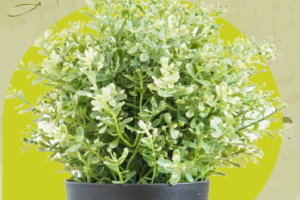 Registro Libro de Operaciones