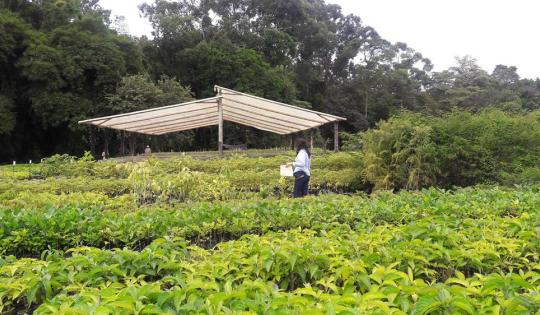  PERSONAS Y EMPRESAS PUEDEN ACCEDER A MATERIAL FORESTAL DE CVC