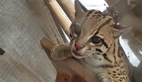 UNA OCELOTE ERA TENIDA COMO MASCOTA EN PANCE
