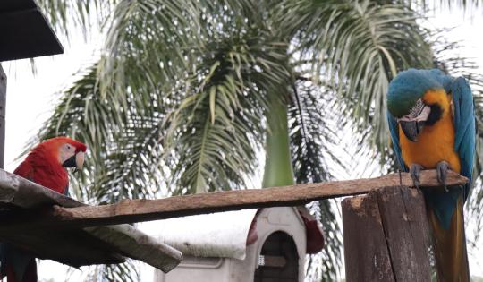 LA TENENCIA DE FAUNA SILVESTRE ES CONTRARIA A LAS NORMAS AMBIENTALES VIGENTES 