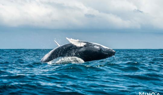 BALLENAS JOROBADAS Y DELFINES ROSADOS, CONOZCA MÁS SOBRE ESTAS ESPECIES Y CÓMO CUIDARLAS