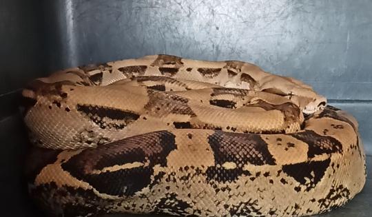 UNA SERPIENTE, PRIMA DE LA ANACONDA, MERODEABA UN PARQUE NATURAL REGIONAL EN EL CENTRO DEL VALLE