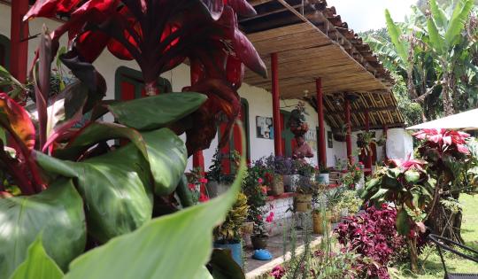 SAMARIA: UN TRAPICHE PANELERO CON ARRAIGO Y TRADICIÓN