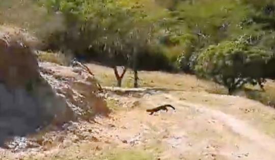 CVC INSPECCIONÓ PREDIOS DONDE FUE AVISTADA UNA TAYRA