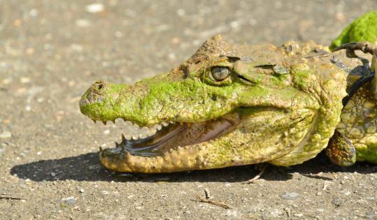 RESCATAN DOS BABILLAS ATRAPADAS EN PISCINA ABANDONADA EN OBANDO